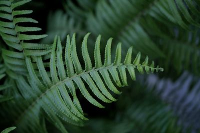 Close-up of fern leaves