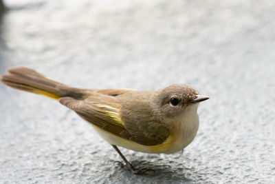 Close-up of bird