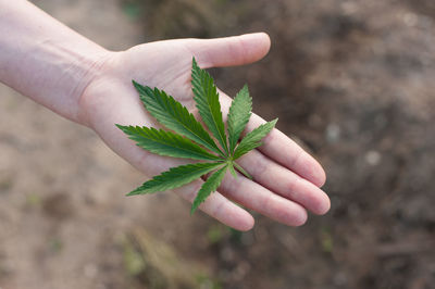 Close-up of hand holding plant