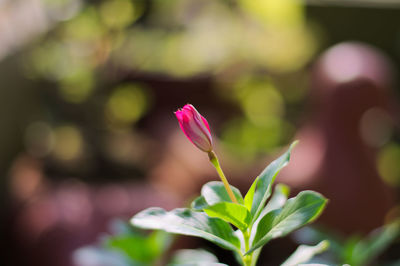 Close-up of pink flower