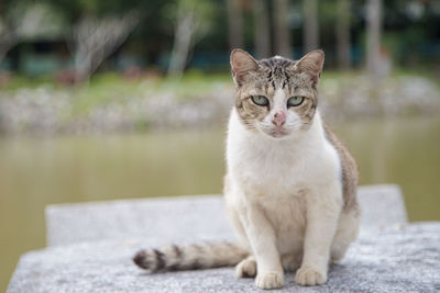 Portrait of cat sitting outdoors