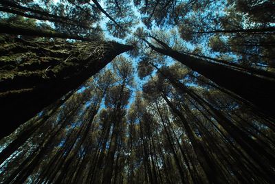 Low angle view of trees in forest