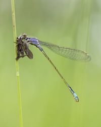 Close-up of dragonfly with prey on plant