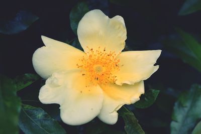 Close-up of white flower