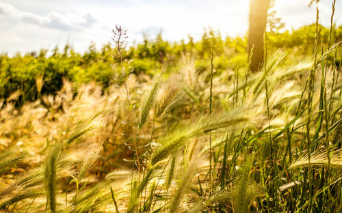 Close-up of stalks in field against sky