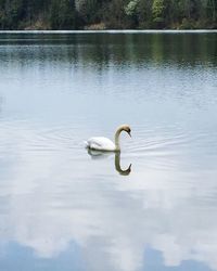 Swan floating on lake