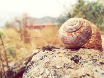 Close-up of snail on rock