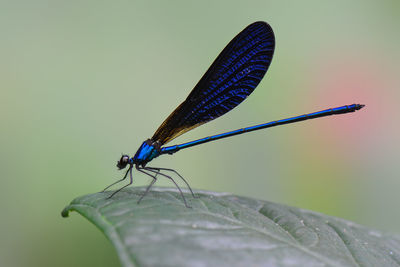 Close-up of damselfly on leaf