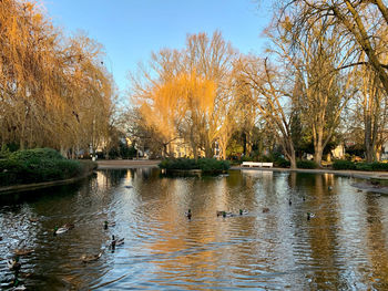 View of birds in lake