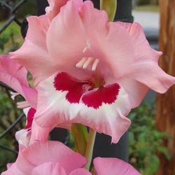 Close-up of pink flowers blooming outdoors