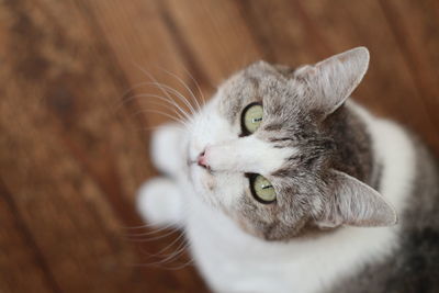 Close-up portrait of a cat