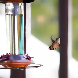 Close-up of bird flying