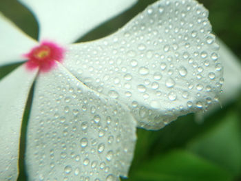 Close-up of wet flower petal