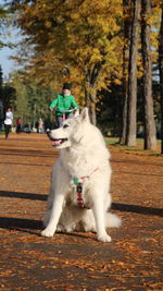 Full length of dog on footpath in park