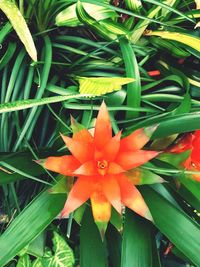 Close-up of orange flowers