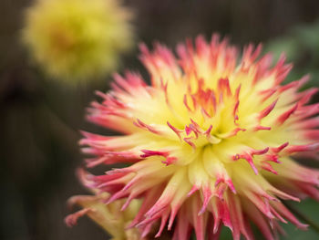Close-up of pink flower