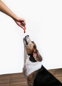Hand holding dog against white wall