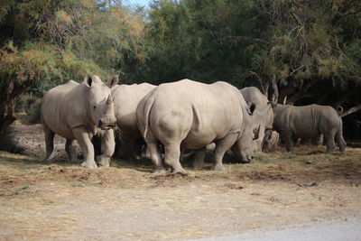Rhinos standing in a field