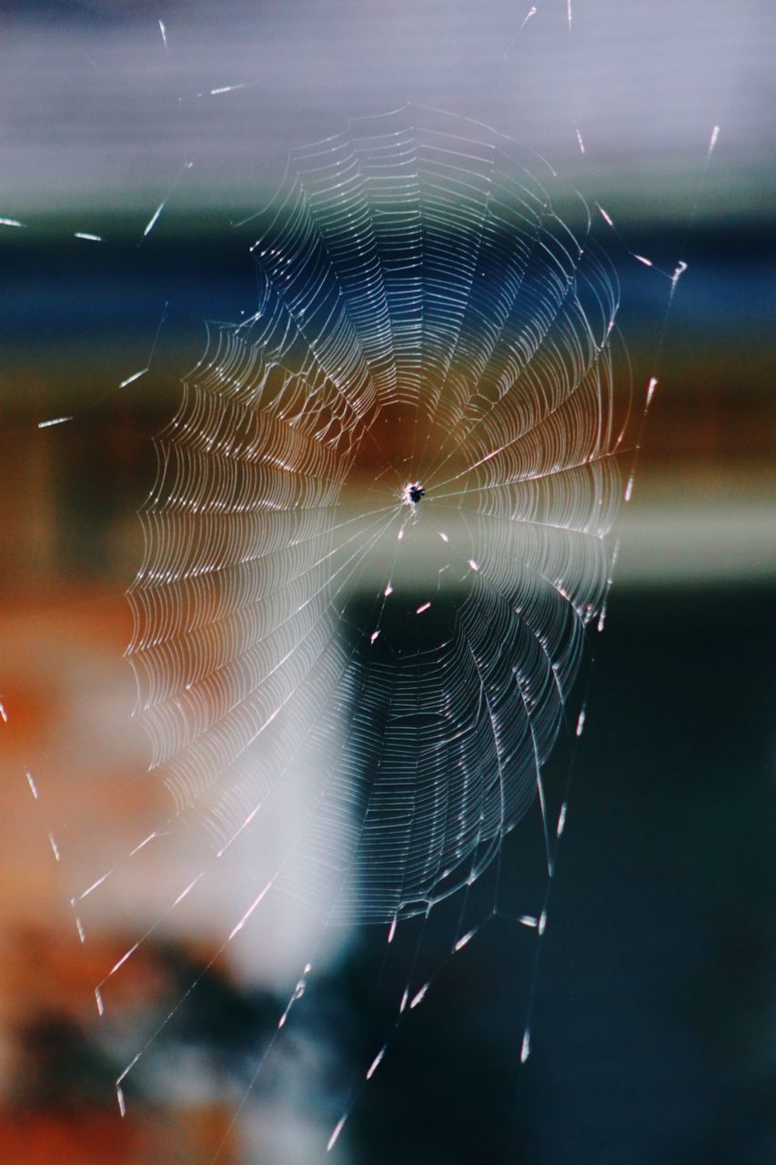 CLOSE-UP OF SPIDER WEB IN THE DARK