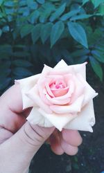 Close-up of pink rose