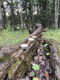 Mushrooms growing on tree trunk in forest