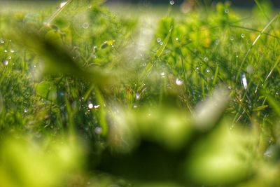 Close-up of wet grass