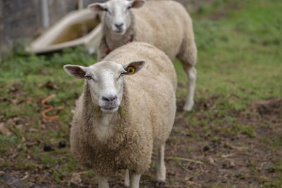 Portrait of sheep standing in a field