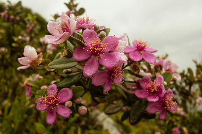 Close-up of pink flowers blooming outdoors
