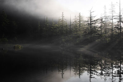 Scenic view of lake in forest against sky