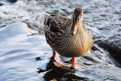 Duck swimming in lake