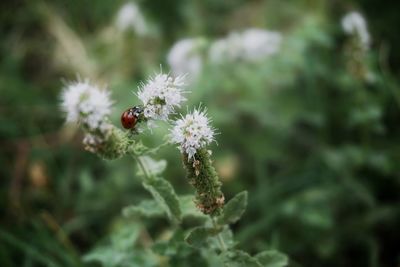 Close-up of bee pollinating on flower