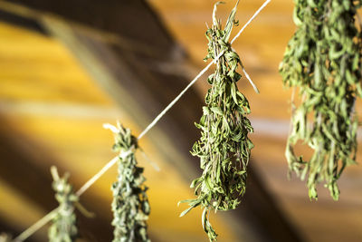 Close-up of flowering plant hanging