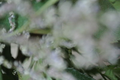 Close-up of flower growing on plant