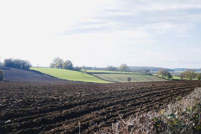 Scenic view of agricultural field against sky