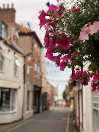 Pink flowering plant in alley amidst buildings in city