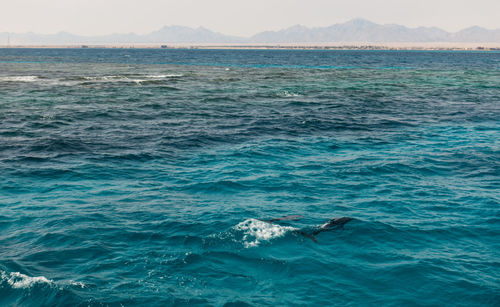 View of swimming in sea
