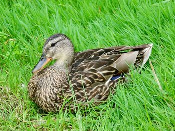 Close-up of duck on field