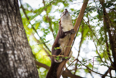 Low angle view of lizard on tree in forest