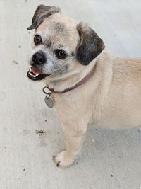 High angle view of dog looking away