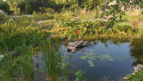 Plants growing in a lake