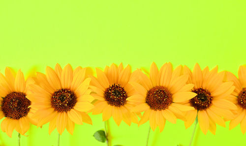 Close-up of yellow flowering plants against white background