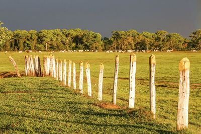 agriculture