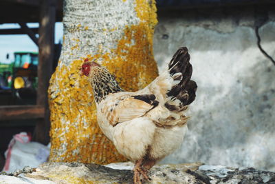 Side view of hen standing on rock