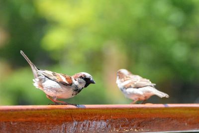 Sparrow perching on railing