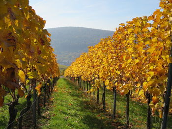 Scenic view of vineyard against sky during autumn