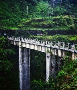 Bridge over trees by water