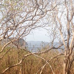 Bare trees on landscape