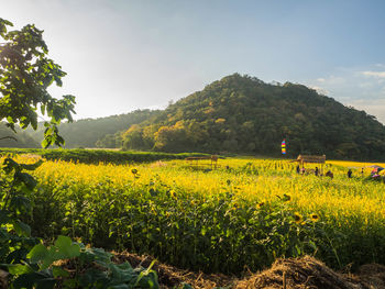 Scenic view of oilseed rape field against sky