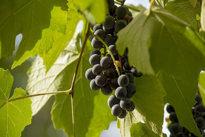Close-up of grapes growing in vineyard