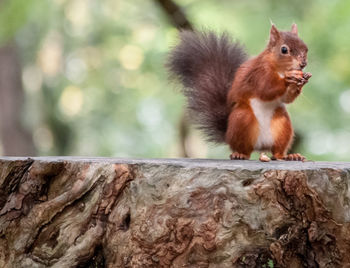 Close-up of squirrel